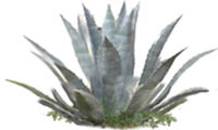  აგავა agave