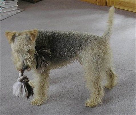 LakelandTerrier